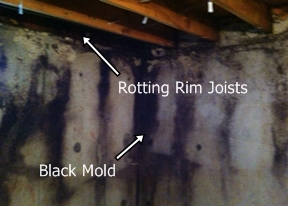 Mold in a Basement